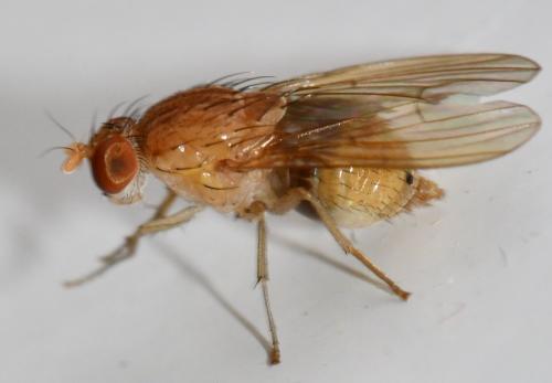 Réf. 329 970 : Sapromyzosoma quadricincta